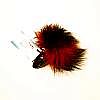    -       HT40black/red-black