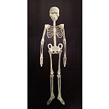 <strong>Скелет флуоресцентный</strong> <br />
Скелет флуоресцентный <div class="charTableblock"><div><span>Размер</span>: XS (40-42); S (42-44); M (44-46); L (46-48)</div></div> Скелет флуоресцентный 
Скелет флуоресцентный